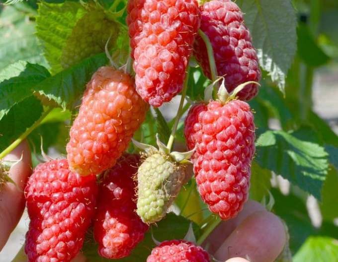 Zmeură ´Gordost Rosyi´ BUTTERFLY