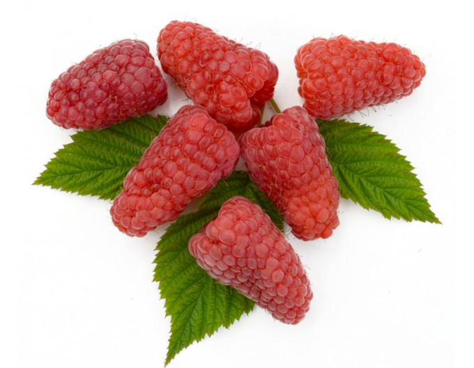 Zmeură ´Gordost Rosyi´ BUTTERFLY