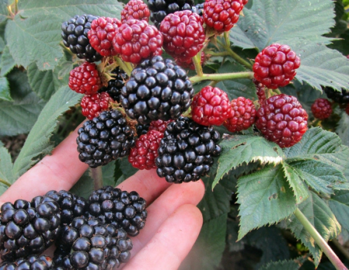 Mure ´Cačanska Bestrna´