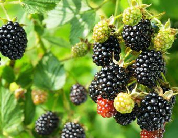 Mure ´Cačanska Bestrna´