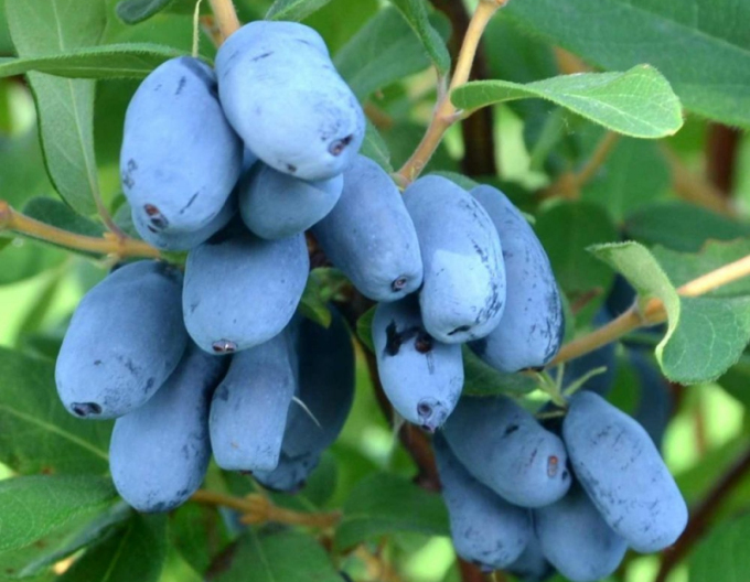 Cătină albastră de Kamceatka Boreal Blizzard