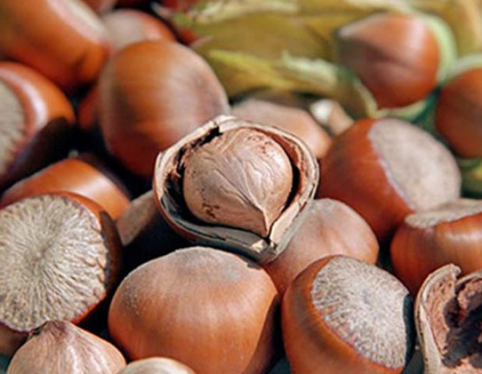 Alun comun ´Tonda Romana´