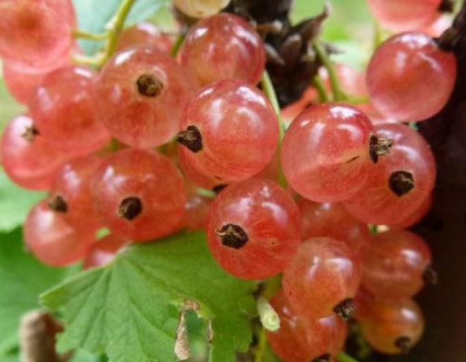 Coacăz rosu ´Lubawa´ tufă