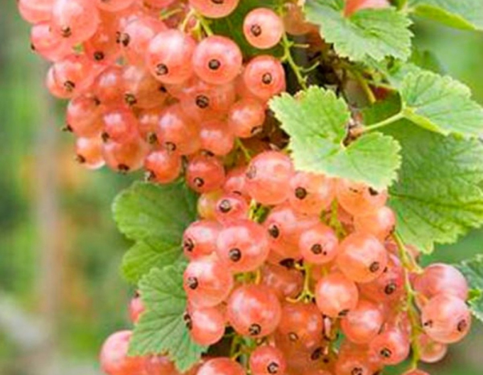 Coacăz rosu ´Lubawa´ tufă