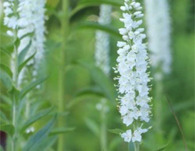 Veronica cobia ´White´