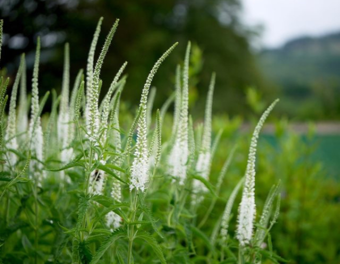 Veronica cobia ´White´