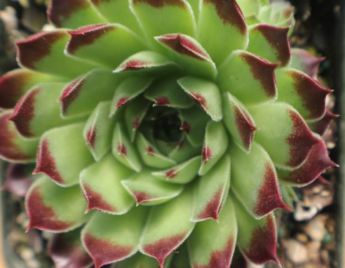 Amestec de plante pentru rocări