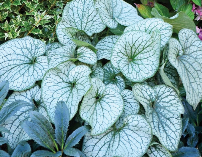 Brunnera ´Silver Heart´