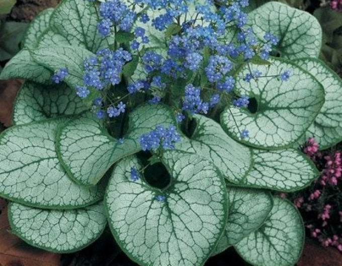 Brunnera ´Silver Heart´