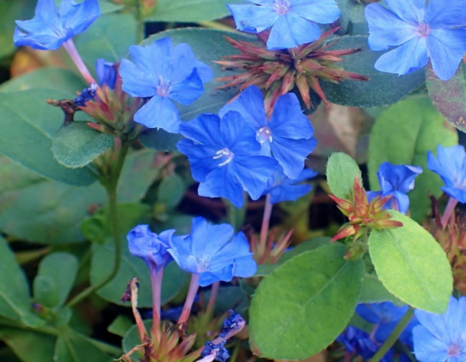 Ceratostigmă târâtoare