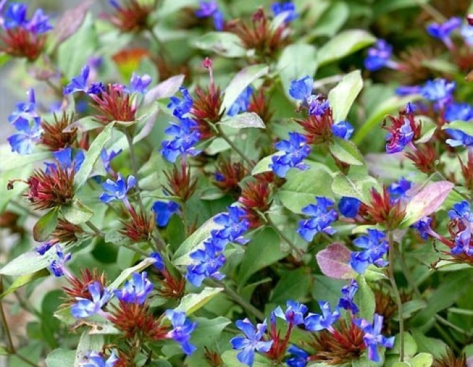 Ceratostigmă târâtoare