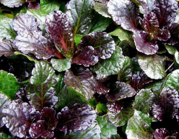 Vinețică neagră Scallop