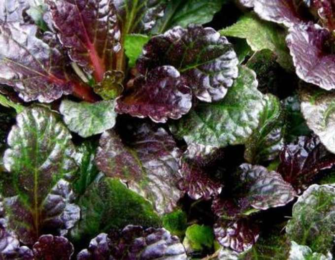 Vinețică neagră Scallop