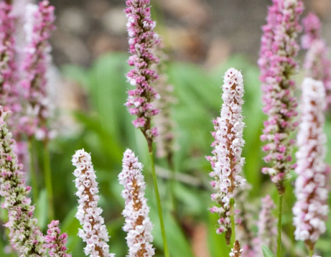 Persicaria - Răculeț ´Darjeeling Red´