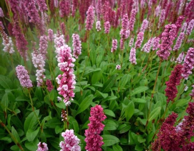 Persicaria - Răculeț ´Darjeeling Red´