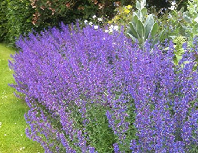 Menta Pisicii Walkers Low´