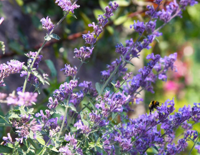 Menta pisicii ´Senior´s´