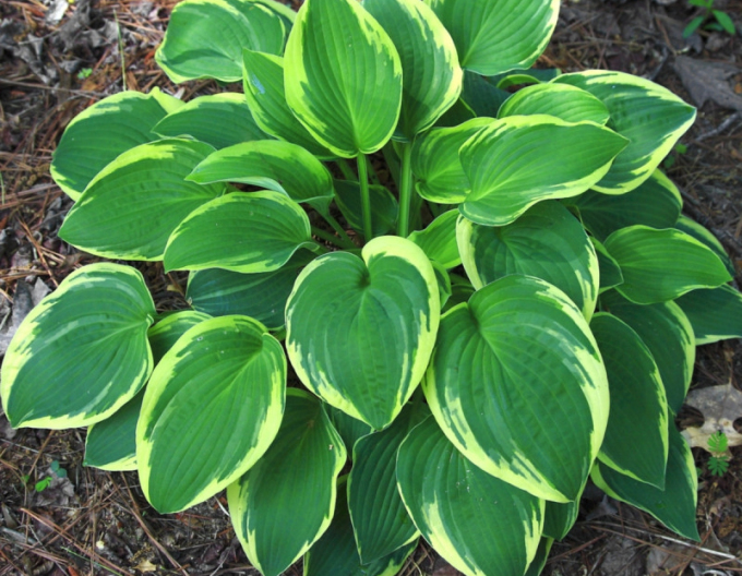 Crin de toamnă - Hosta ´Francee´