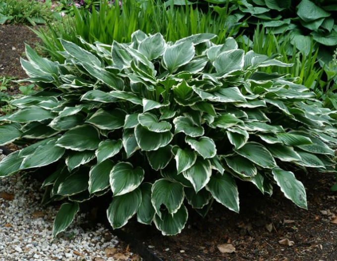Crin de toamnă - Hosta ´Francee´