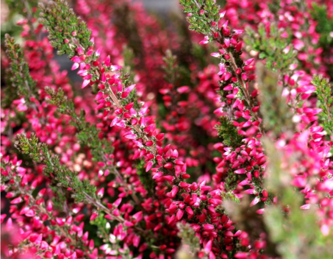 Iarbă neagră Aphrodite