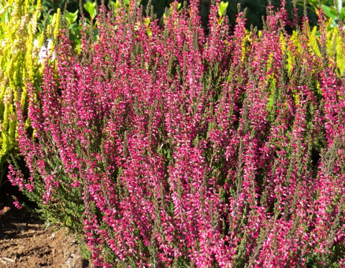 Iarbă neagră Aphrodite