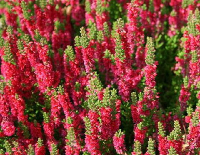 Iarbă neagră"Frumusețe întunecată