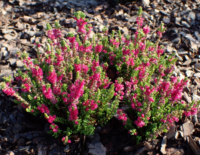 Iarbă neagră"Frumusețe întunecată