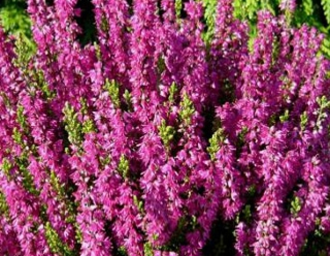 Calluna vulgaris Roter Oktober