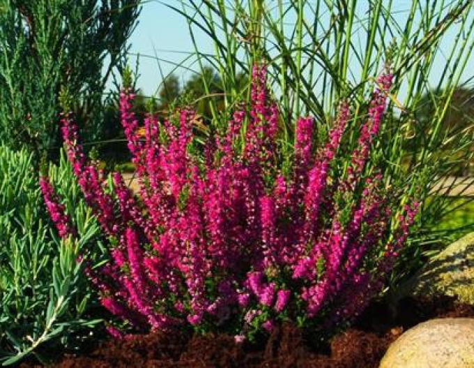 Calluna vulgaris Roter Oktober