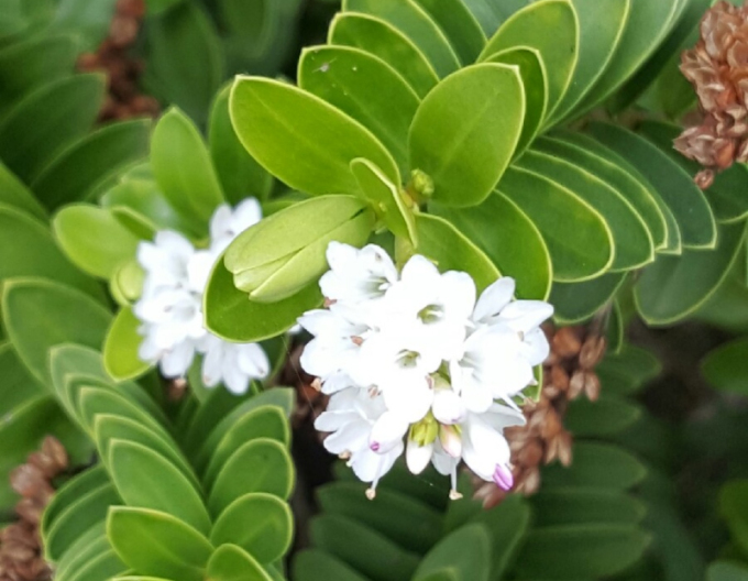 Hebe ´New Zealand Gold´