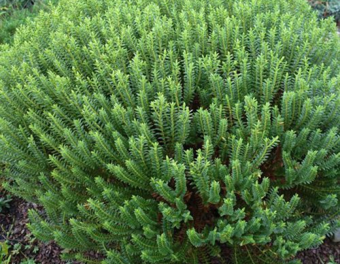 Hebe ´New Zealand Gold´