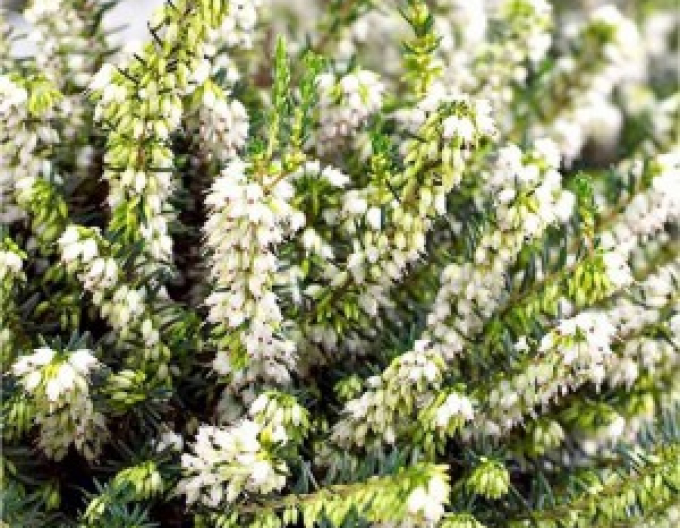 Erica darleyensis ´White Perfection´
