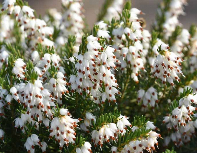 Erica darleyensis ´White Perfection´