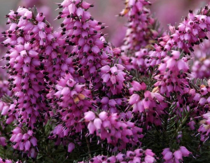 Erica darleyensis Kramers Rote