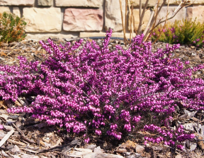 Erica darleyensis Kramers Rote