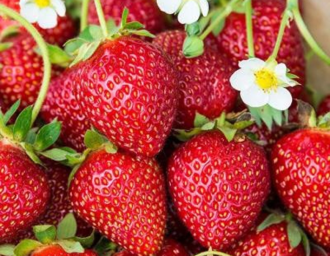 Căpșuni ´Karmen´ soi mediu timpuriu