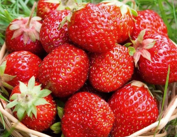 Căpșuni ´Rumba´ Soi exclusiv timpuriu