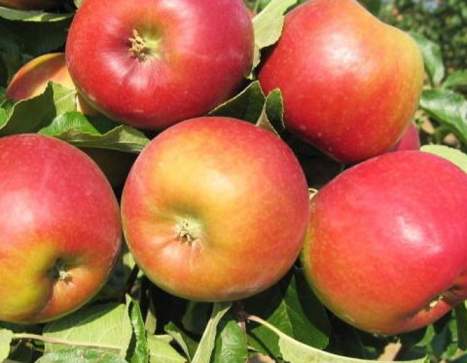 Măr ´Mio´ vară, subn. MM106, liber.