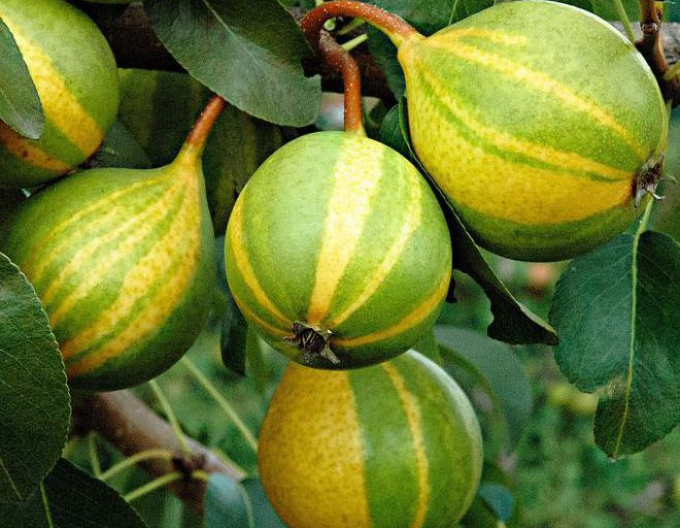 Par "Schweizer Hose" toamnă, portaltoi Dula, ghiveci 5l