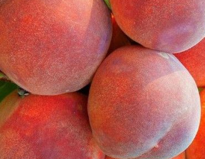 Piersică ´Dixired´ timpurie, portaltoi GF677, rădăcină liberă