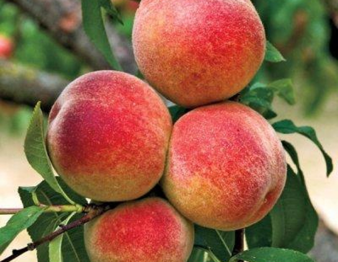 Piersică ´Elberta´ târzie, portaltoi GF677, rădăcină liberă