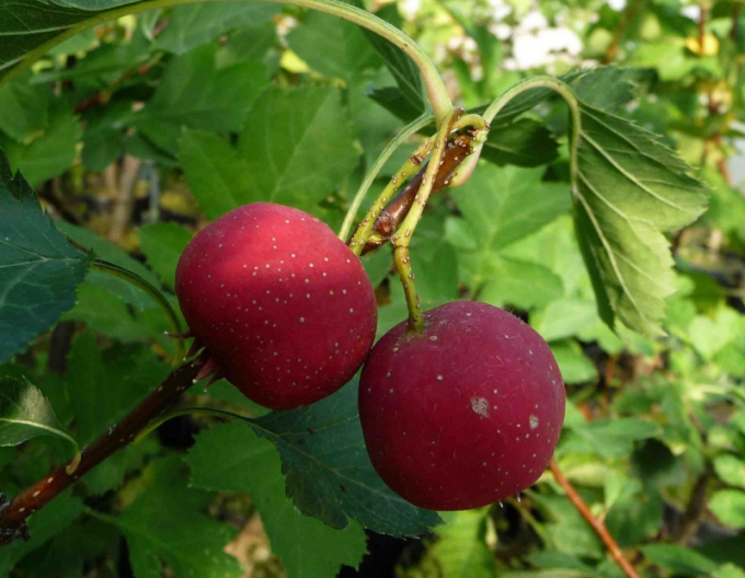 Scoruș cu fruvte de măr ´, sub. Răsad scoruș, în libertate.