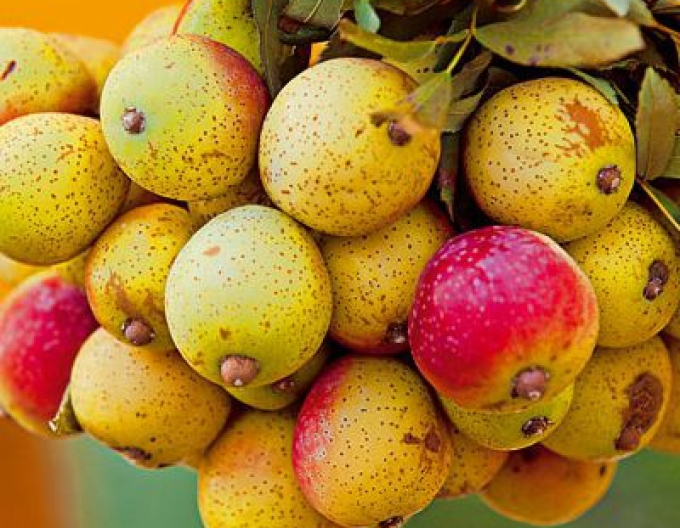 Scoruș cu fructe de păr, sub. răsad de Scoruș, liber răspândit.