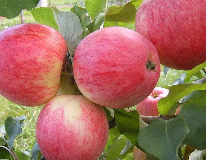 Pom de măr "Spartan" iarnă