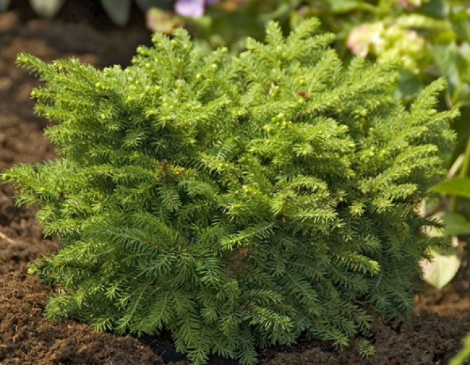 Molid balcanic ´Karel´