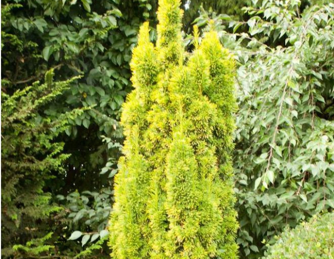 Tisă comună "David