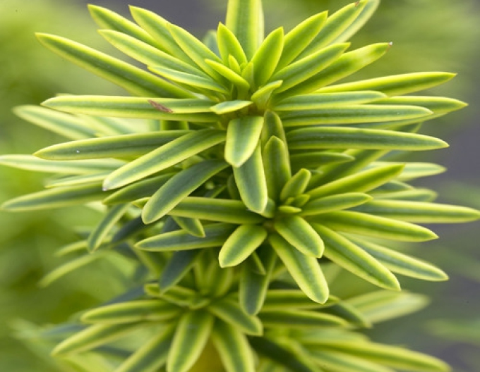 Tisă comună "David