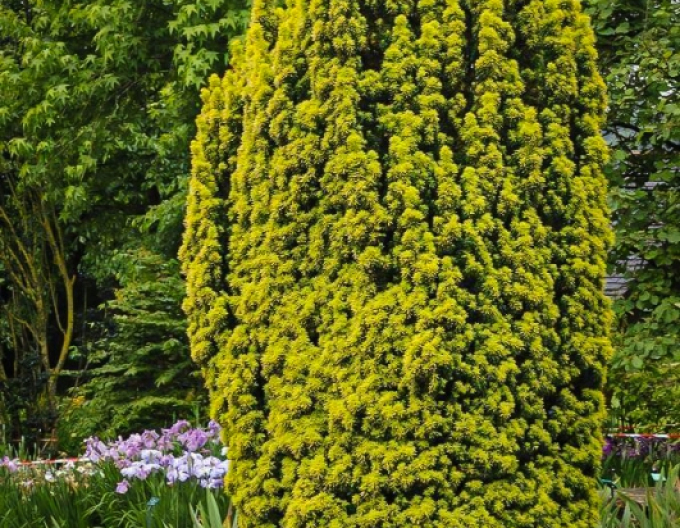 Tisă comună "David