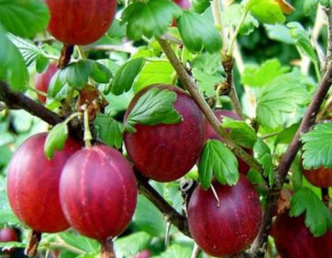 Coacăze ´Hinnonmaki Rot´, 2l