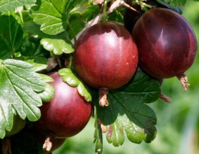 Coacăze ´Hinnonmaki Rot´, 2l